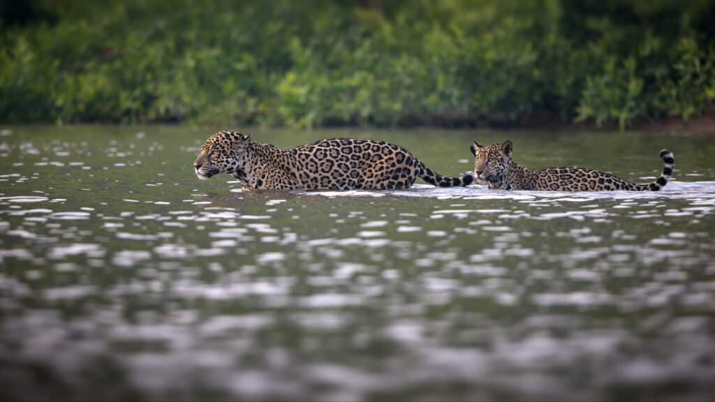 Pantanal (Foto: wirestock/Envato)